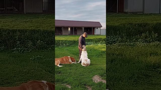 Папины по вопросам приобретения щенка +79048881825 viber whatsa Полная информация на сайте питомник смотреть онлайн