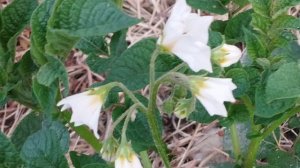 Выращивание картофеля без прополки и без окучивания