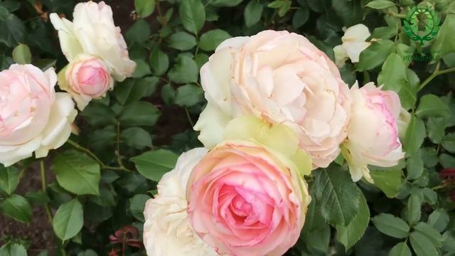 Необычные и редкие розы в наших садах. Двухцетные розы. Питомник ? и ? Е. Иващенко смотреть онлайн