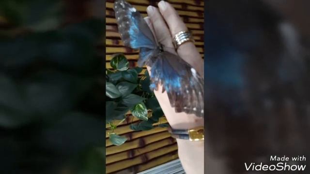 Парк бабочек Butterfly🦋 Garden ОАЭ, Дубай смотреть онлайн