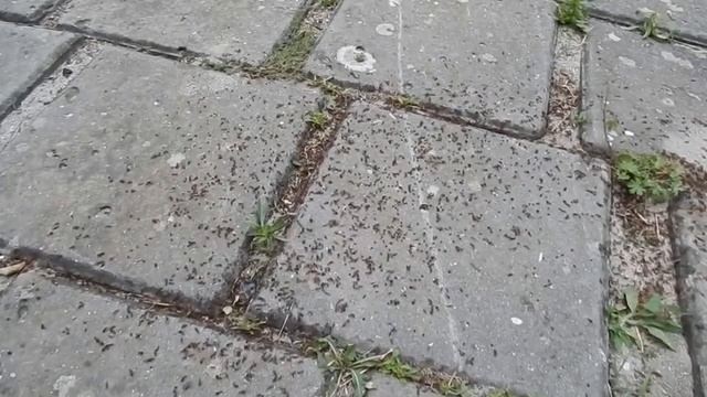 Зачем Муравьям Крылья? МУРАВЬИ УМЕЮТ ЛЕТАТЬ? смотреть онлайн