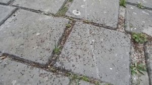 Зачем Муравьям Крылья? МУРАВЬИ УМЕЮТ ЛЕТАТЬ?