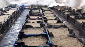 Охлаждение и укоренение луковицы тюльпана в субстрате. Выгонка тюльпанов онлайн к 8 марта.