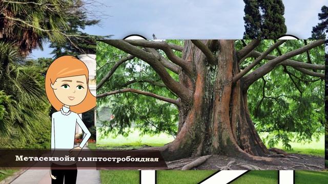 Интересные Факты - Самые Древние Растения На Земле (Анимация) смотреть онлайн