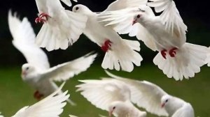 Голуби целуются на крыше