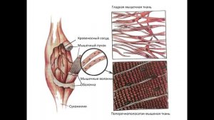 Анатомия. Ткани человека