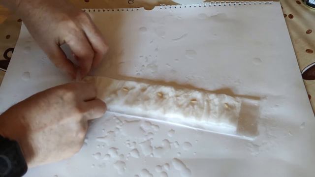 Проращивание огурцов без земли смотреть онлайн
