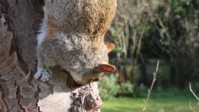 Кормление серой белки смотреть онлайн