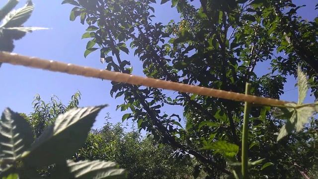 Первая обрезка ежевики для формирования плодовых веточек смотреть онлайн