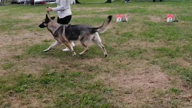 CACIB 05.09.2020 МИНСК Африка черная, Отвага Воинов НД#ВЕО #выставка смотреть онлайн