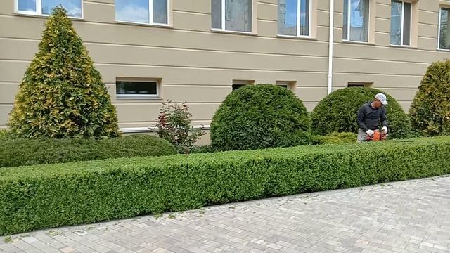 Формовая стрижка электроножницами sthil живой изгороди смотреть онлайн