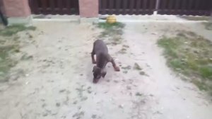 Как мы брали щенка добермана