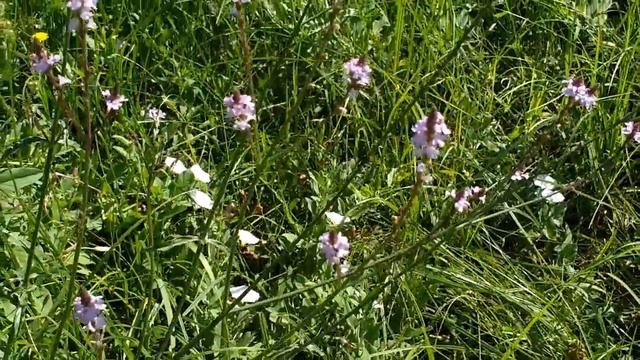 Verbena hastata (medicinal plant) смотреть онлайн