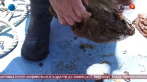 08.07.2020 Как вырастить гребешок?