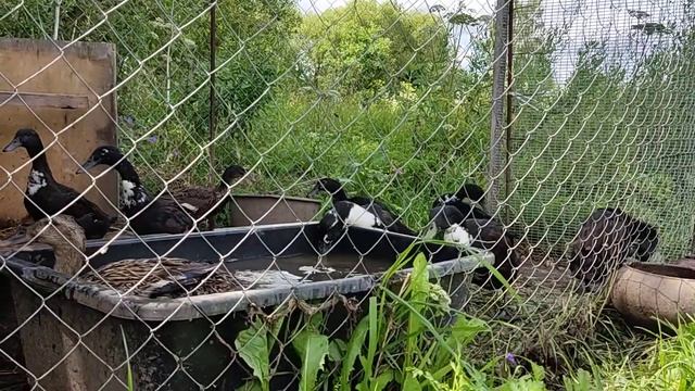 жизнь уток 13 #duck #villagelife #утки бегунки