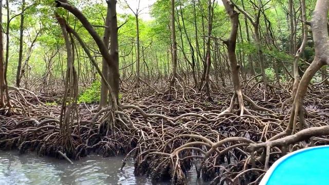 Доминикана парк Лос-Айтисес Los Haitises National Park Экскурсия по заповеднику Полуостров Самана. смотреть онлайн
