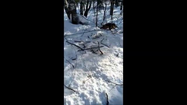 Первый волк Владислава. Архангельская область. смотреть онлайн