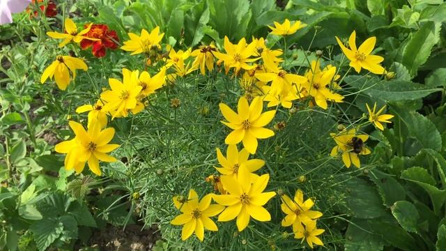 Кореопсис мутовчатый Coreopsis