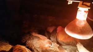 ТЕМПЕРАТУРА В КУРЯТНИКЕ. ИНФРАКРАСНАЯ ЛАМПА.