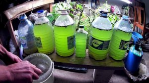 Хлорелла в домашних условиях. Выращивание хлореллы на биогумусе в пятилитровках. Применение хлорелл