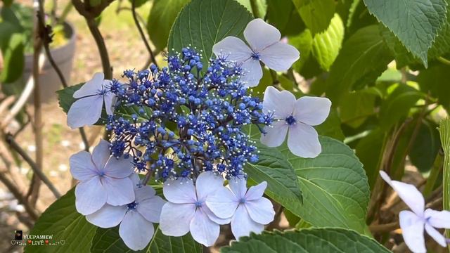 ガクアジサイ Hydrangea serrata'Bluebird'ไฮเดรนเยีย смотреть онлайн