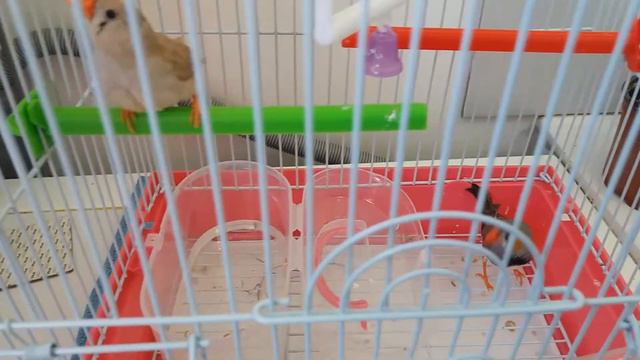ЗЕБРОВЫЕ АМАДИНЫ купаются и катаются на качельке ❤🐦 Влог с амадинами смотреть онлайн