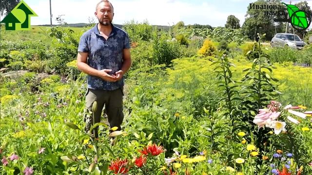 ЧТО МОЖЕТ ДАТЬ ЗОЛА В ОГОРОДЕ. Но не древесная, а совсем другая - зола от угля!