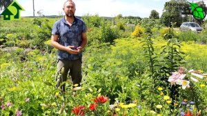 ЧТО МОЖЕТ ДАТЬ ЗОЛА В ОГОРОДЕ. Но не древесная, а совсем другая - зола от угля!