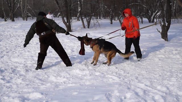Цельс оф Голд Коллекшн смотреть онлайн