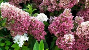 Обзор гортензия метельчатая меджикал свит самер