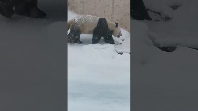 Панда. Московский зоопарк. 🐼 смотреть онлайн