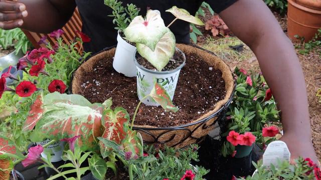 Planting Up A 16" Hanging Basket| Jhuly's Aquatics & Gardening смотреть онлайн