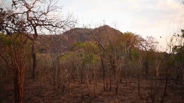 How honeyguide birds talk to people смотреть онлайн