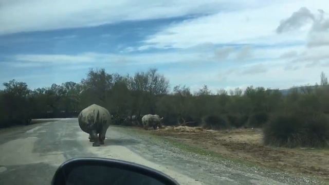 Sigean African Reserve (Reservè Africaine di Sigean) l Sigean, France смотреть онлайн