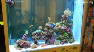 Живые кораллы для морского аквариума