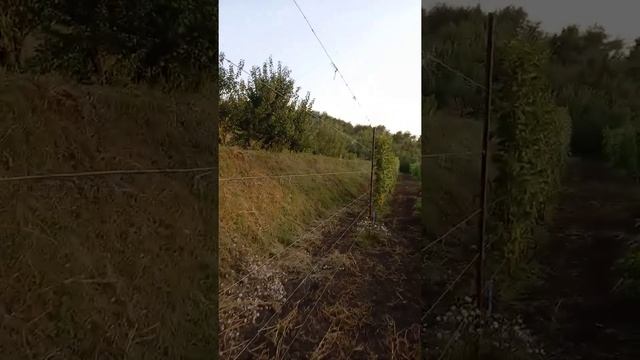 Рислинг, Каберне Нуар, Диамант, Каберне Юра, боярышник смотреть онлайн