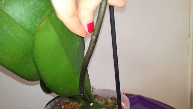 How to clone orchids using keiki paste | Propagating phalaenopsis, dendrobium, catasetum & others! смотреть онлайн