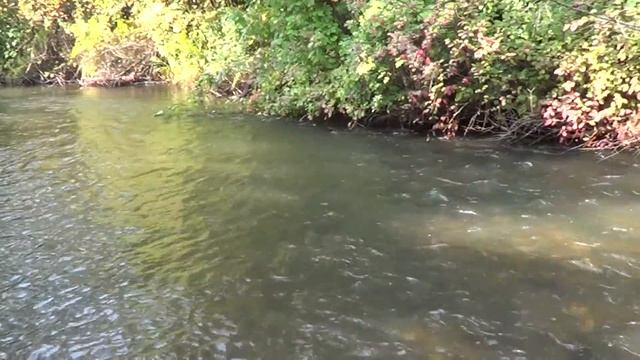 Рыбалка,Ловля ХАРИУСА/С ЖеноЙ не скучно на РЫБАЛКЕ!!!/Поймали СВЕЖАКА! смотреть онлайн