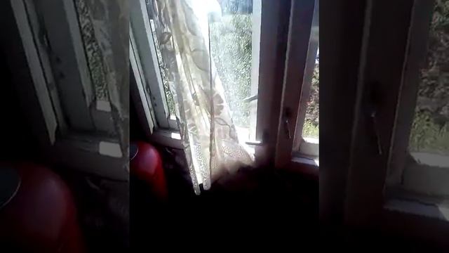 Нет на следующий год садить рис буду...Копаем картошку после трех дней дождя Иркутск смотреть онлайн