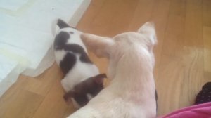 Лай щенка чихуахуа.