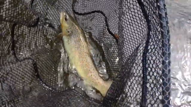 Fly Fishing: Westfield River Brown Trout смотреть онлайн