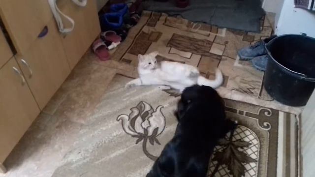 Рыжий кот дерется с собакой смотреть онлайн