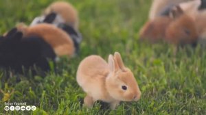 успокаивающая  музыка для нервов??успокаивающие кролики?