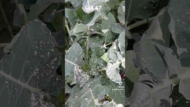 🥦👩🌾Cultivo de Brócoli👨🌾🥦 смотреть онлайн