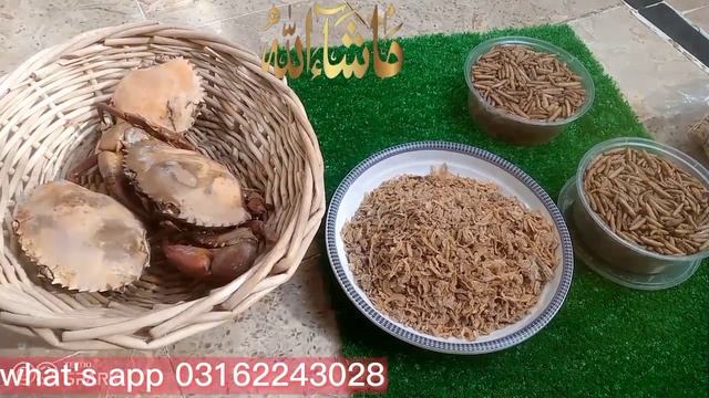 java birds winter food information l java birds good progress in winter смотреть онлайн