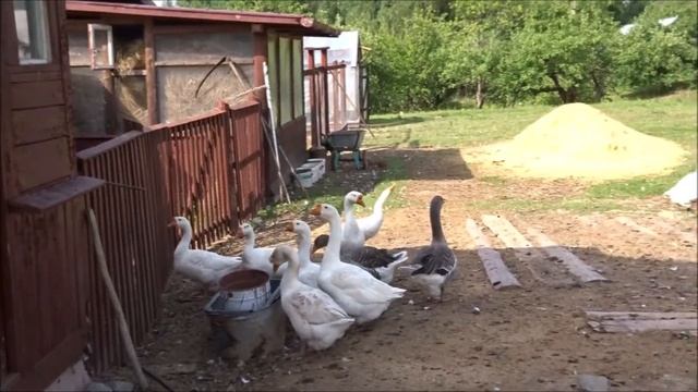 Лето 2021 ЖАРА ! Работа поставлена на паузу! ДЕРЕВНЯ. смотреть онлайн