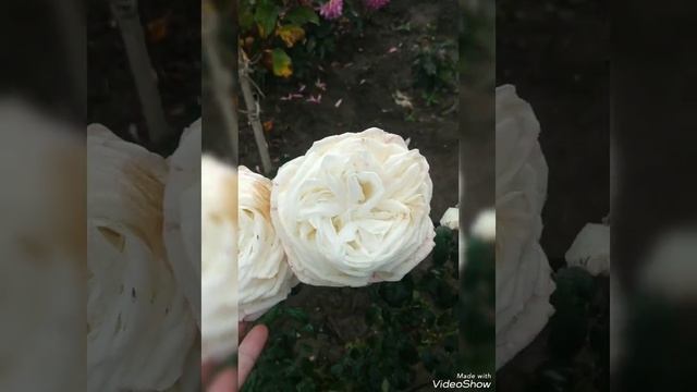 Чайно гибридная роза ? Иоан Павел 2. смотреть онлайн