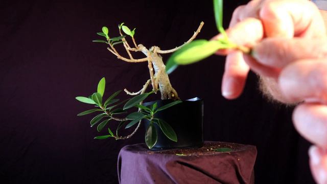 Ficus Microcarpa Cascade Green Island Ficus смотреть онлайн