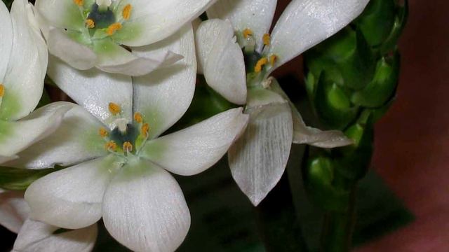 8 Plantas Bulbosas Ornamentales смотреть онлайн