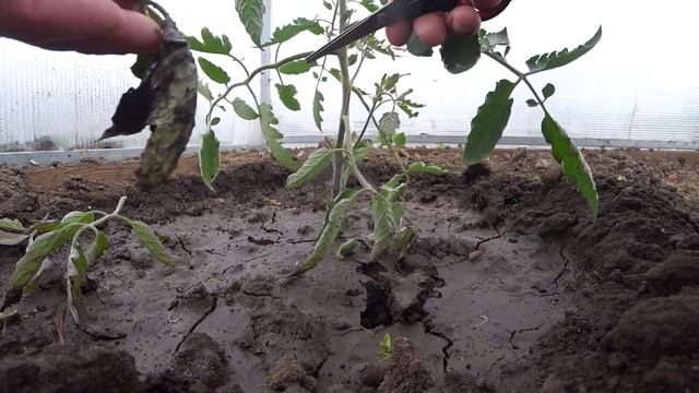 Обрезка пасынков на помидорах подвязка восьмеркой и кольцом.